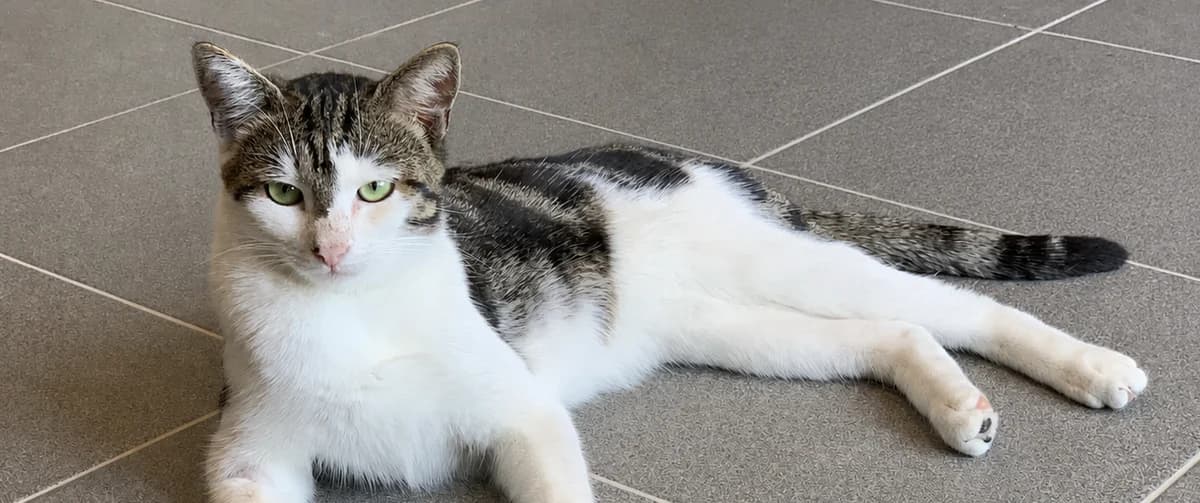 MACARON, male young European Shorthair for adoption at Help Animals, Brussels