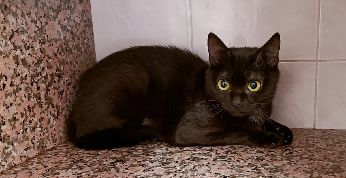 YUMI, female young European Shorthair for adoption at Help Animals, Brussels