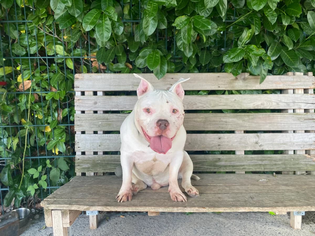 ZEUS, male senior mixed breed for adoption at Help Animals, Brussels