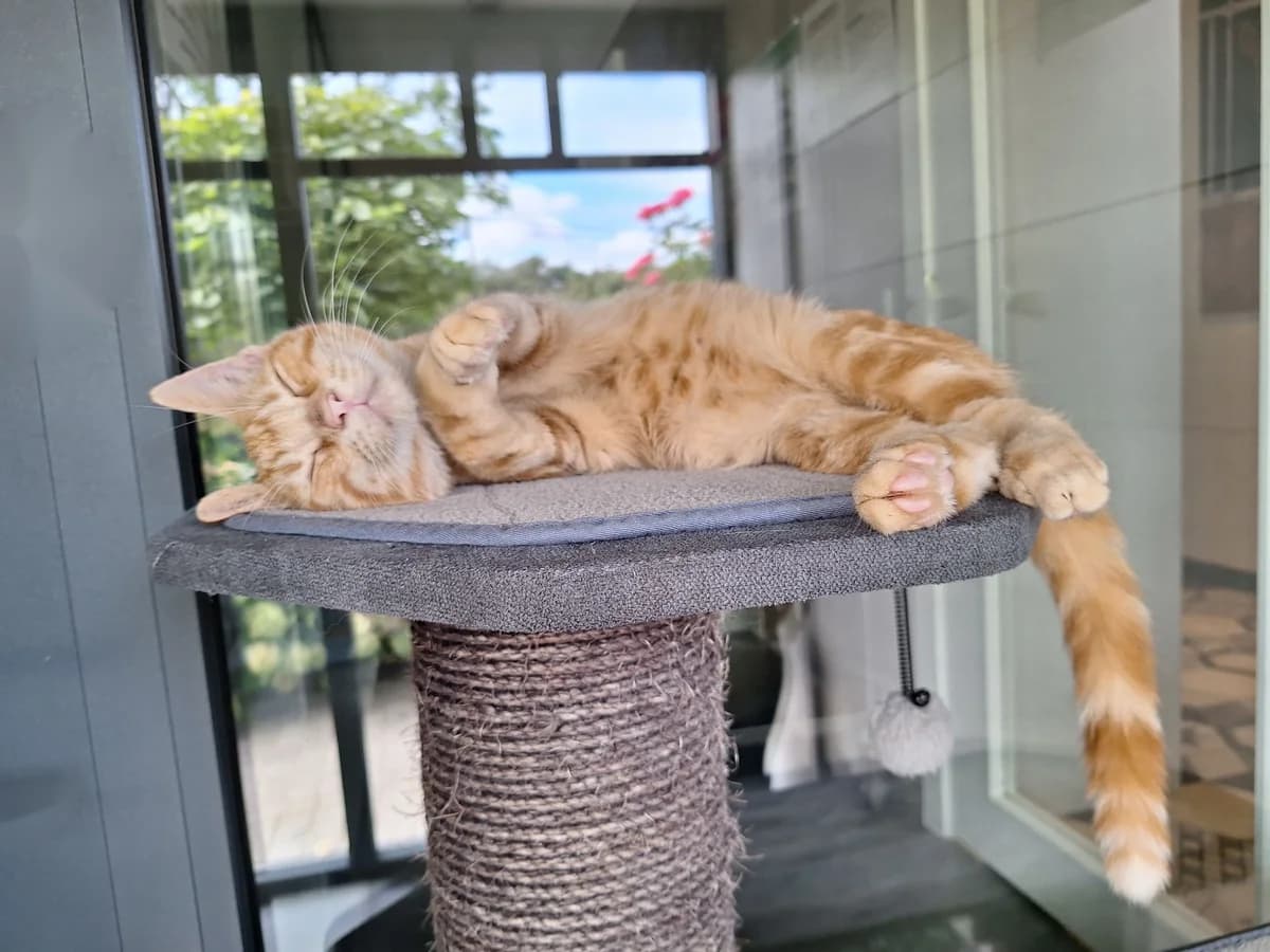 ELIAZ, male European Shorthair for adoption at Help Animals, Brussels