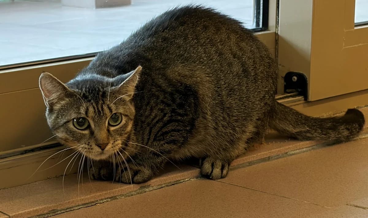 PLATINE, female young European Shorthair for adoption at Help Animals, Brussels