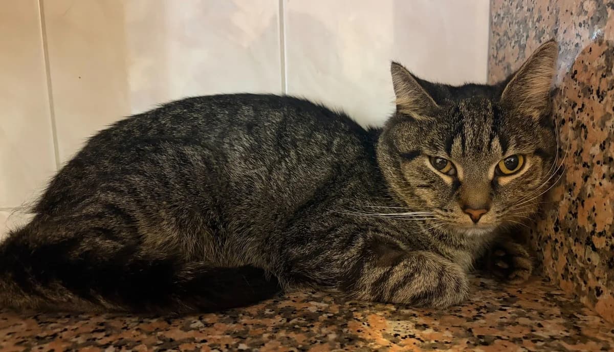 PINPIN, male European Shorthair for adoption at Help Animals, Brussels