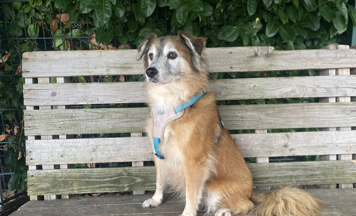 CHOCO, male senior Border Collie for adoption at Help Animals, Brussels