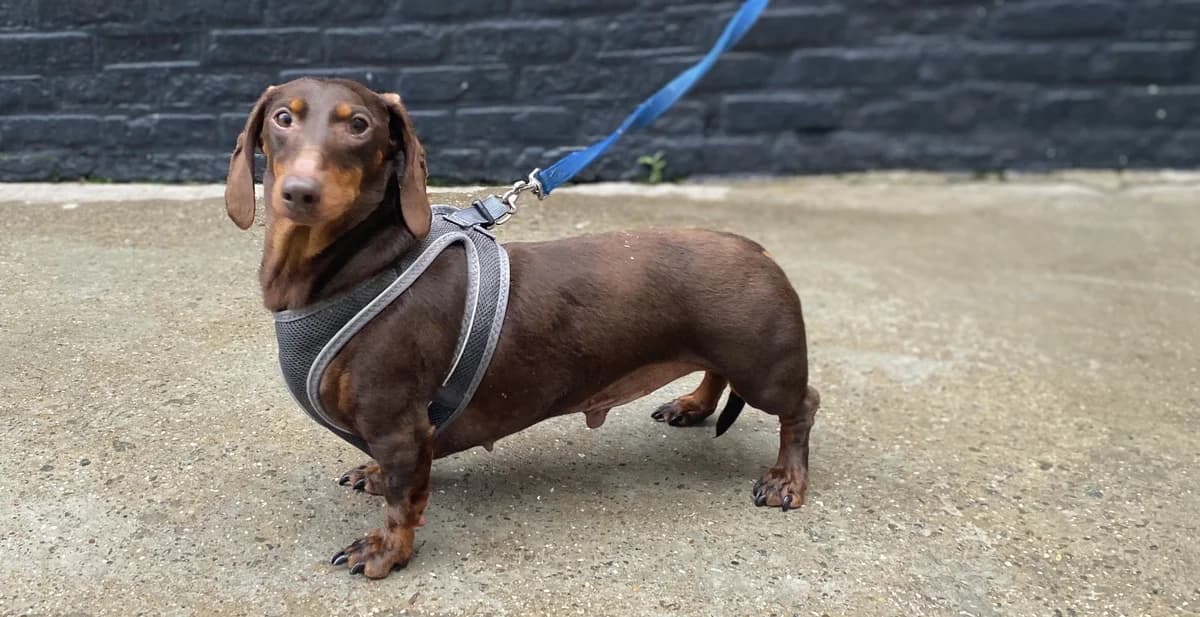 LOKY, male 6yo Dachshund for adoption at Help Animals, Brussels