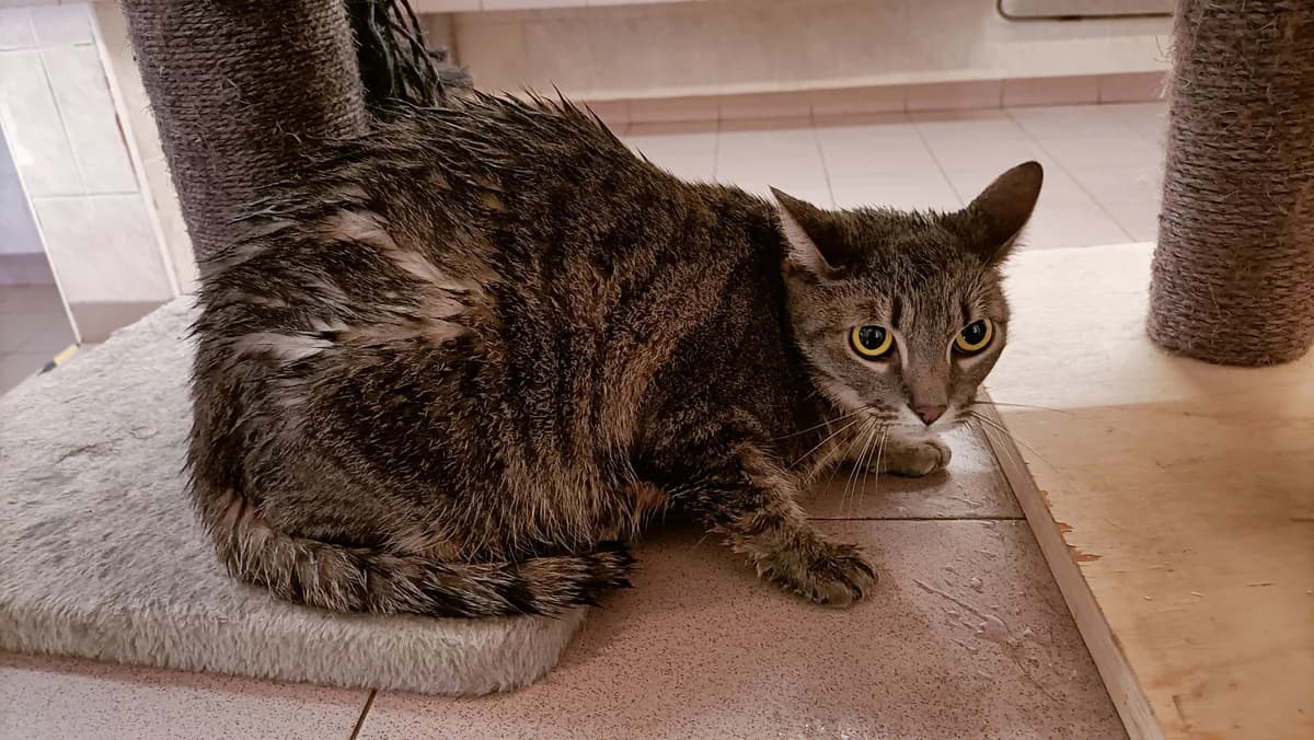 PRINCESSE, female 3yo European Shorthair for adoption at Help Animals, Brussels