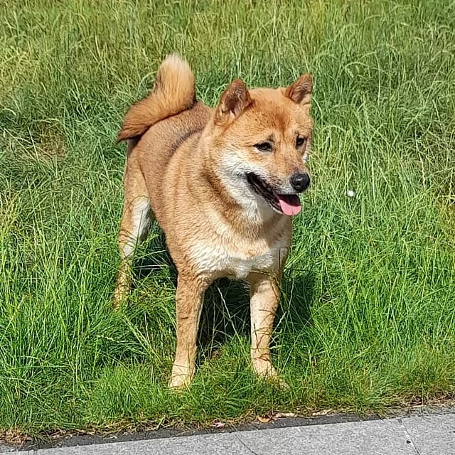 Aiko, male 6yo Shiba Inu for adoption at vzw Helping Dogs