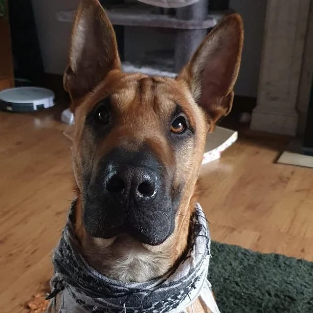 Ares, male Shar Pei for adoption at vzw Helping Dogs