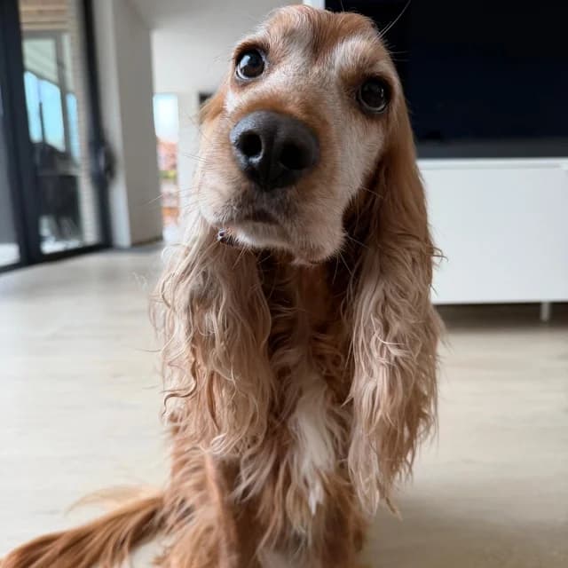 Basile, male Cocker Spaniel for adoption at vzw Helping Dogs