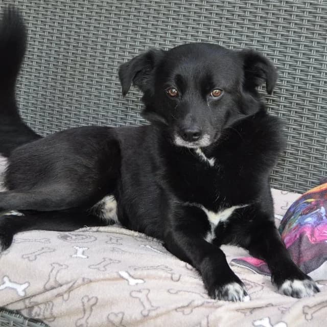 Bruce, male 4yo mixed breed for adoption at vzw Helping Dogs