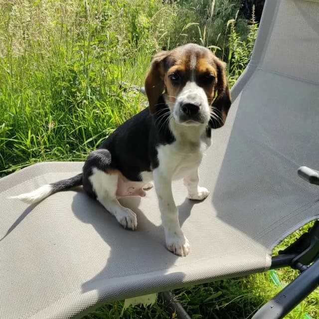 Bruno, male puppy Beagle for adoption at vzw Helping Dogs
