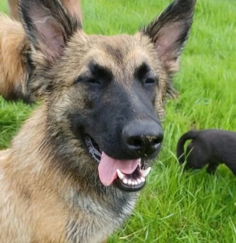 Daisy, female mixed breed for adoption at vzw Helping Dogs