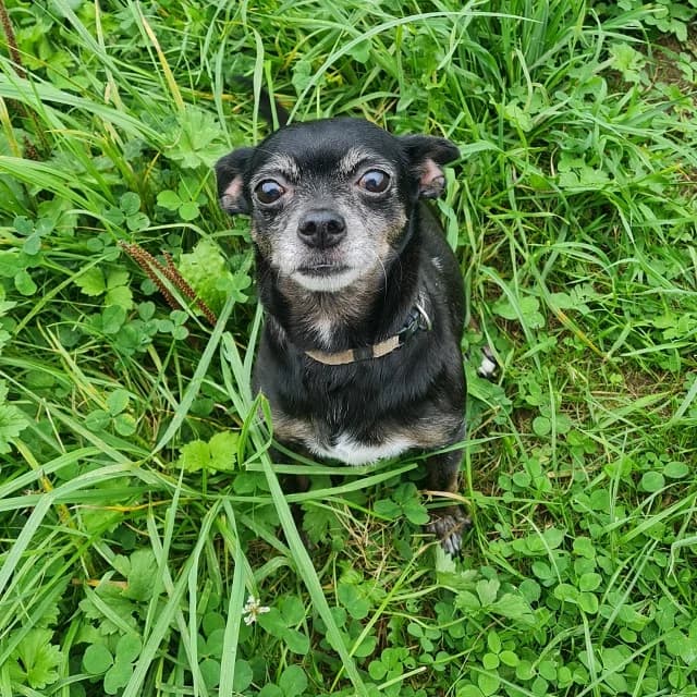 Dora, female senior Chihuahua for adoption at vzw Helping Dogs
