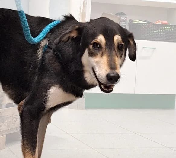 Ekler, female 6yo mixed breed for adoption at vzw Helping Dogs