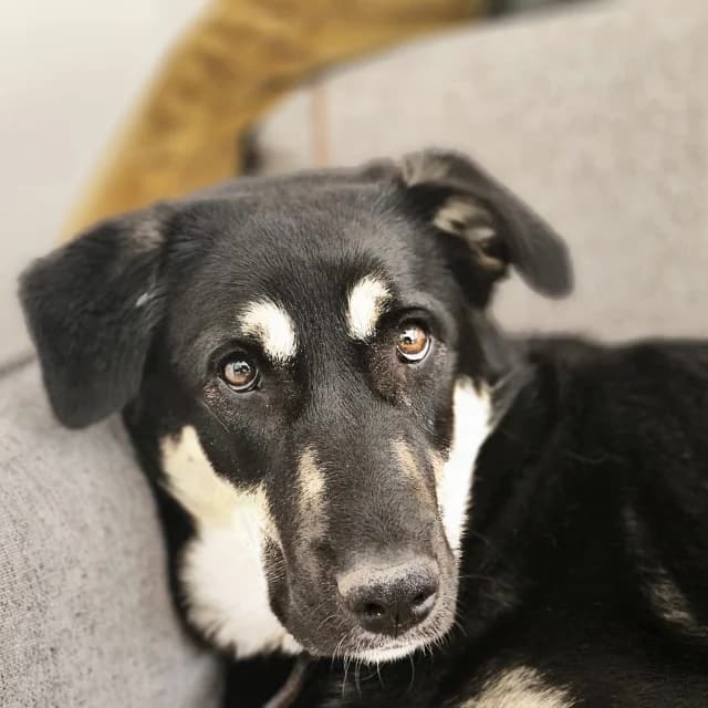 Fidèl, female young mixed breed for adoption at vzw Helping Dogs