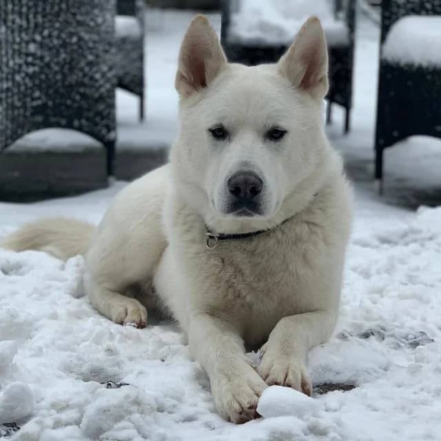 Finley, male Alaskan Malamute for adoption at vzw Helping Dogs