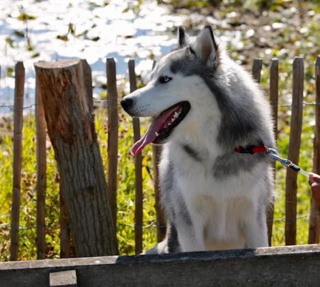 Haru, male 6yo Husky for adoption at vzw Helping Dogs