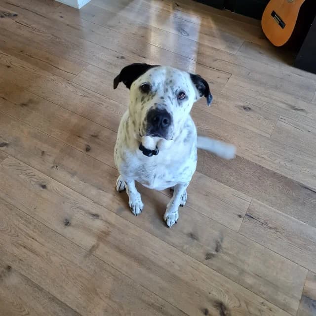 Jake, male senior mixed breed for adoption at vzw Helping Dogs