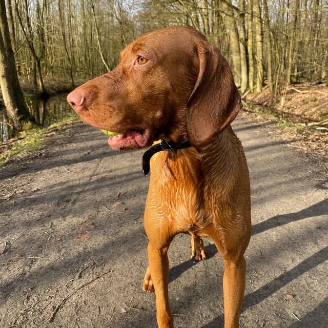 Kamiel, male mixed breed for adoption at vzw Helping Dogs