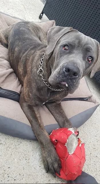 Kane, male 5yo Cane Corso for adoption at vzw Helping Dogs
