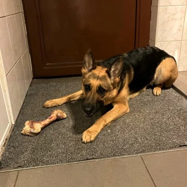 Laïka, female 7yo mixed breed for adoption at vzw Helping Dogs