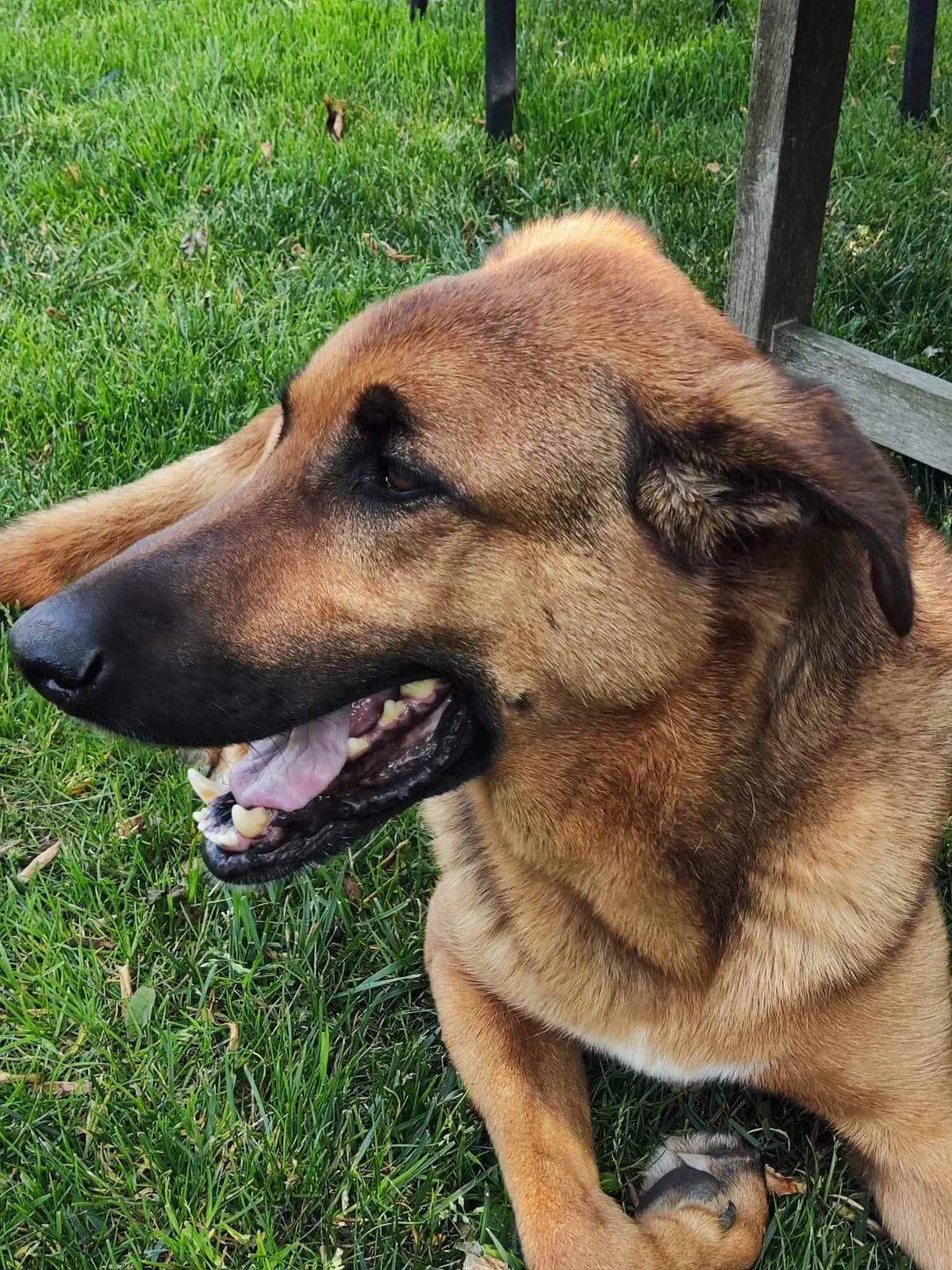 Louis, male senior mixed breed for adoption at vzw Helping Dogs