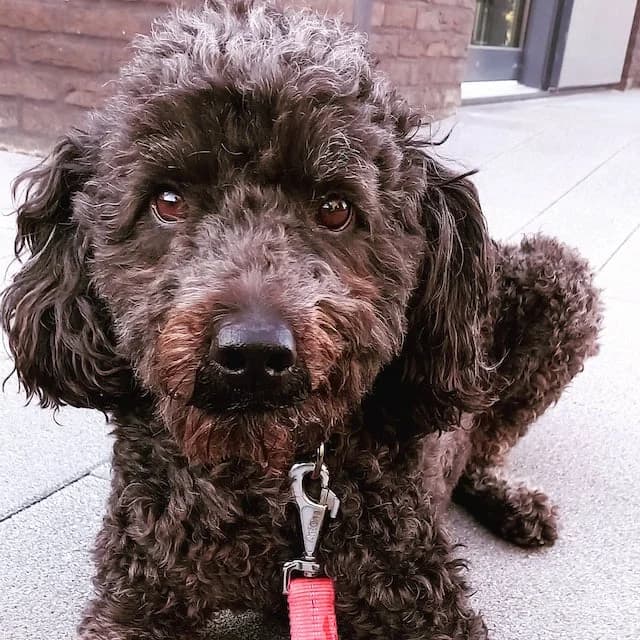 Lowie, male senior Labradoodle for adoption at vzw Helping Dogs