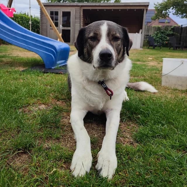 Luna Roma, female mixed breed for adoption at vzw Helping Dogs