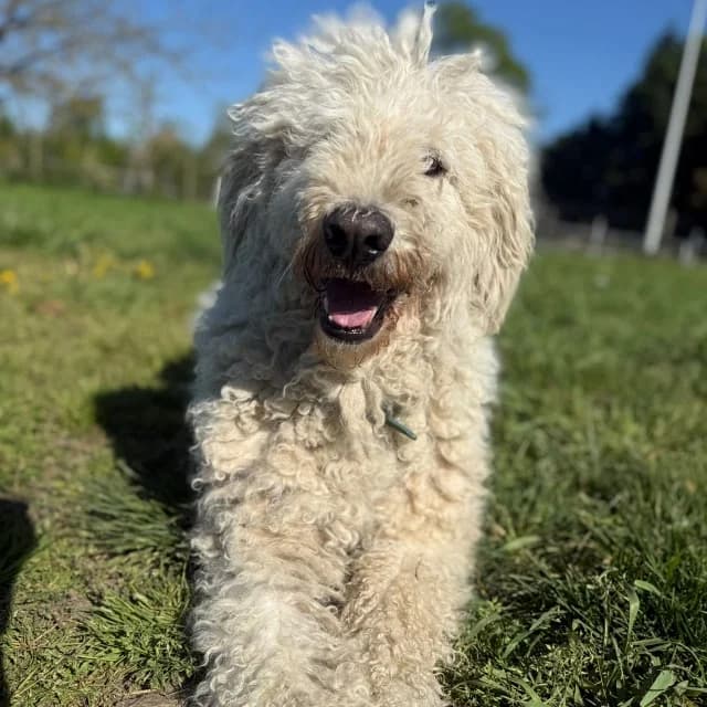Majin, female 6yo Komondor for adoption at vzw Helping Dogs