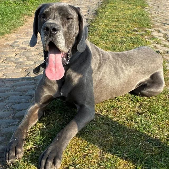 Marcel, male mixed breed for adoption at vzw Helping Dogs