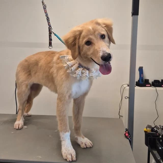 Nala, female puppy mixed breed for adoption at vzw Helping Dogs