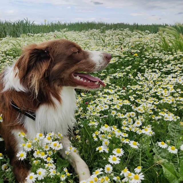 Ollie, male 4yo Border Collie for adoption at vzw Helping Dogs