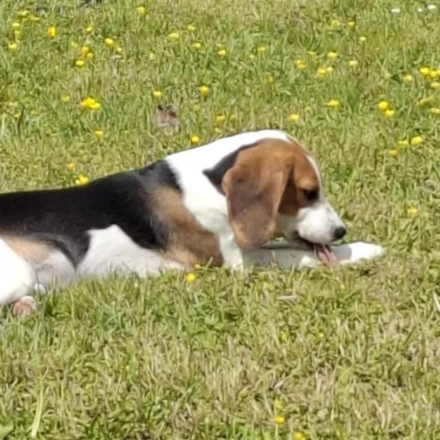 Ollie, male young Beagle for adoption at vzw Helping Dogs