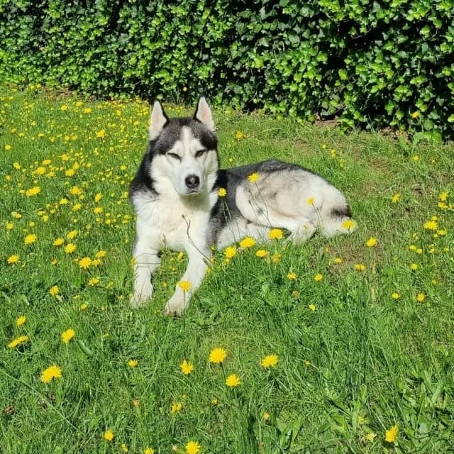 Omer, male 6yo Husky for adoption at vzw Helping Dogs