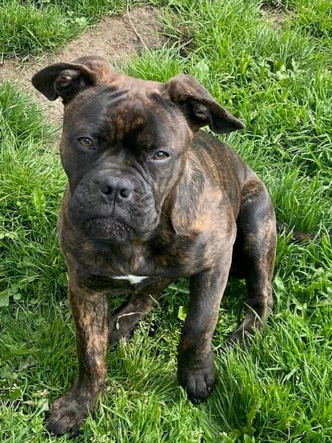 Pipa, female 3yo English Bulldog for adoption at vzw Helping Dogs