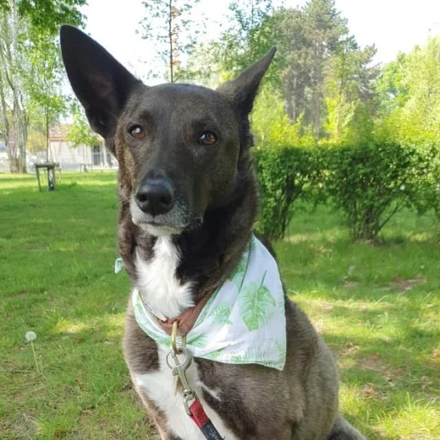 Puma, female senior mixed breed for adoption at vzw Helping Dogs