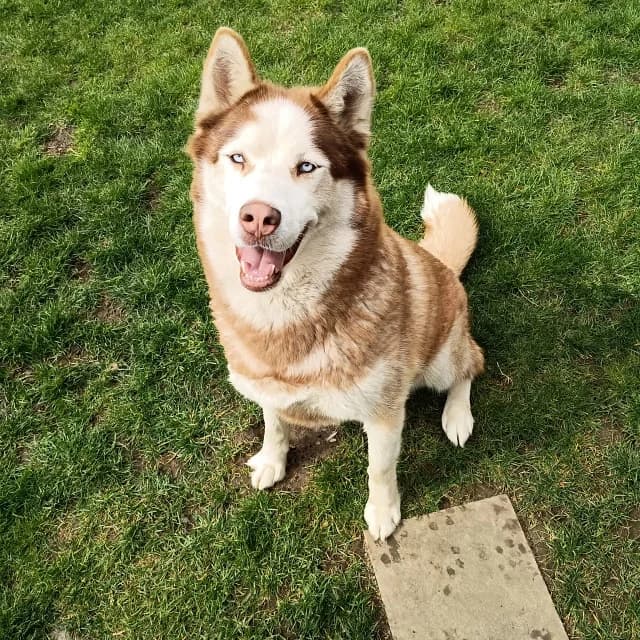 Ragnar, male 5yo Husky for adoption at vzw Helping Dogs