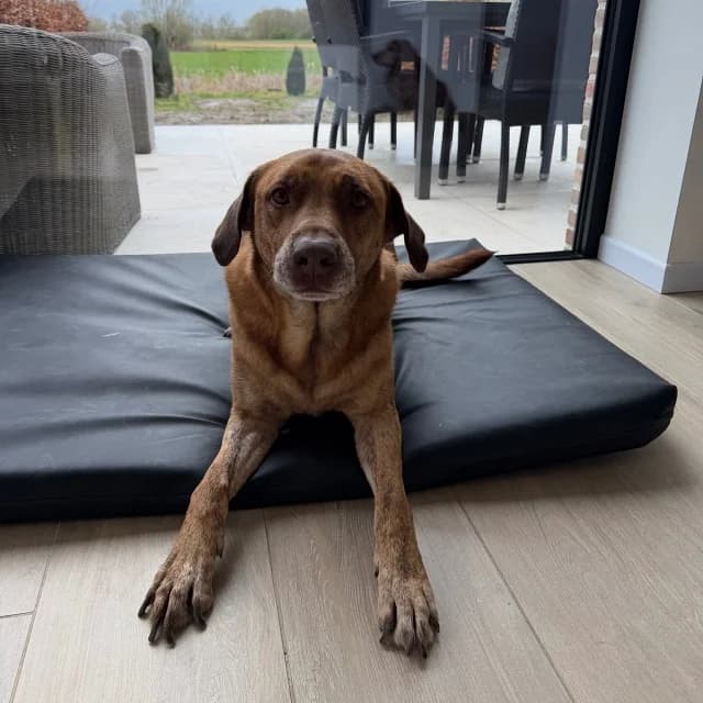 Rayas, male 5yo Rhodesian Ridgeback for adoption at vzw Helping Dogs