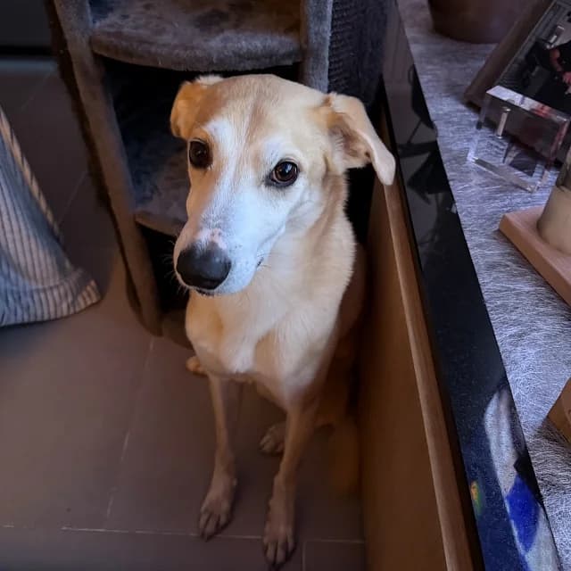 Rookie, male 6yo mixed breed for adoption at vzw Helping Dogs