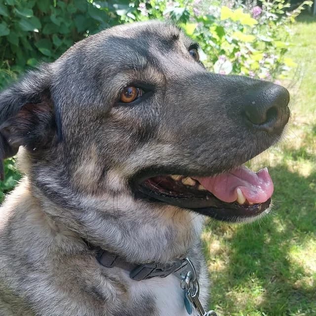 Saflo, male 5yo mixed breed for adoption at vzw Helping Dogs