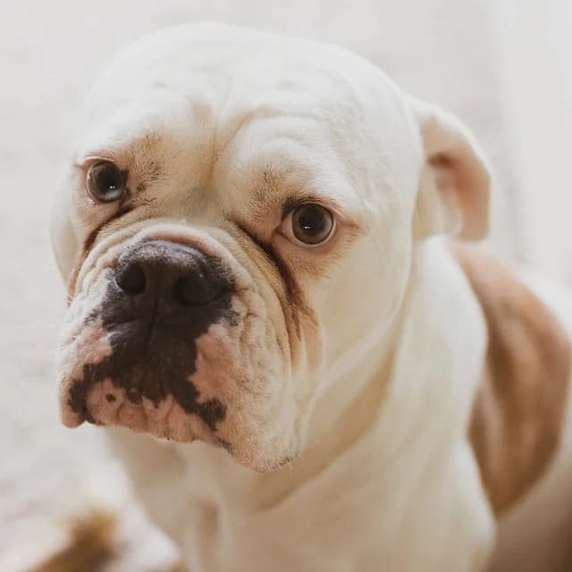Scotch, male senior English Bulldog for adoption at vzw Helping Dogs