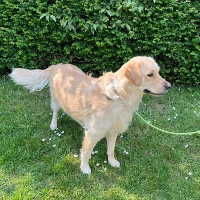 Sky, male young Golden Retriever for adoption at vzw Helping Dogs