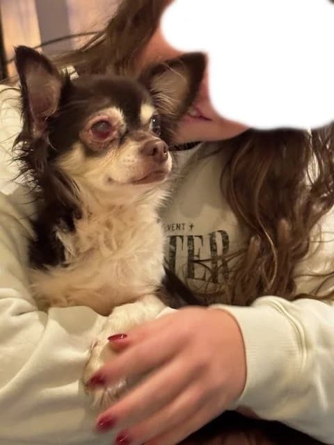 Skye, female 7yo Chihuahua for adoption at vzw Helping Dogs