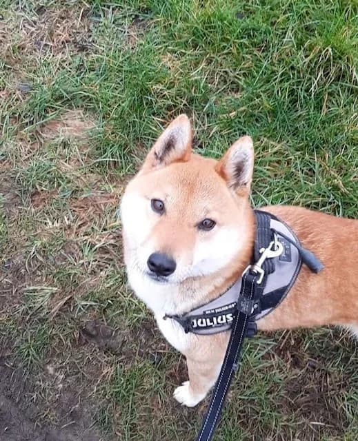 Storm, male senior Shiba Inu for adoption at vzw Helping Dogs