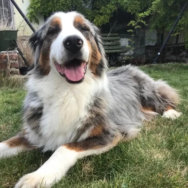 Taïko, male 4yo mixed breed for adoption at vzw Helping Dogs