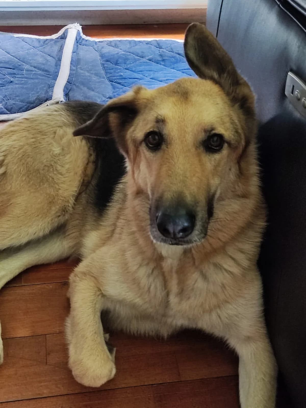 Victor, male mixed breed for adoption at vzw Helping Dogs