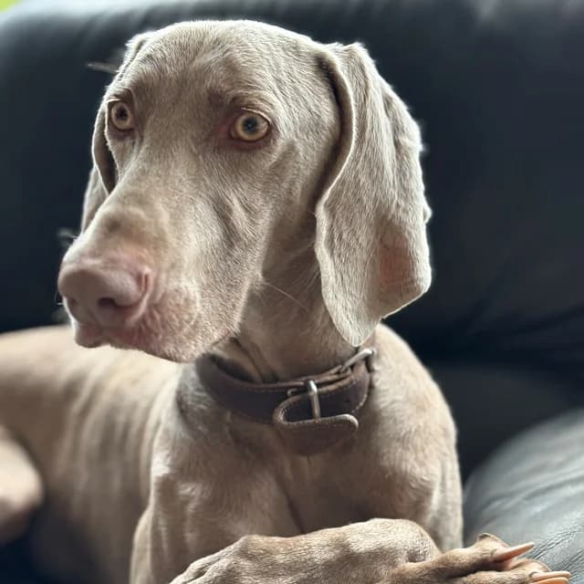 Vince, male 4yo Weimaraner for adoption at vzw Helping Dogs