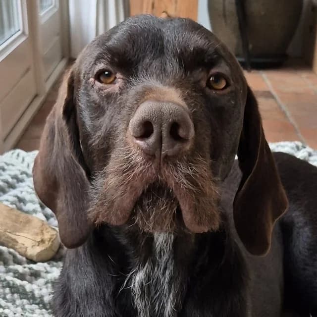 Vino, male 3yo mixed breed for adoption at vzw Helping Dogs