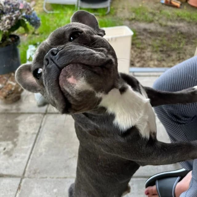 Wilhem, male young English Bulldog for adoption at vzw Helping Dogs
