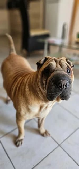 Zara, female 6yo Shar Pei for adoption at vzw Helping Dogs