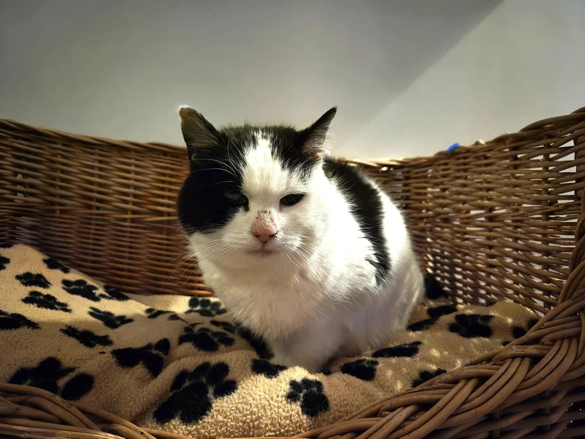 Panda, female Mixed Breed for adoption at Het Dierenthuisje VZW, Geel